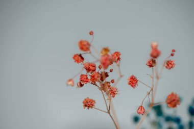 Mercan Çanları (Heuchera) çiçeklerinin yumuşak ve canlı bir makro fotoğrafı, zarif taç yapraklarını ve zengin renklerini sergiliyor, ideal bir botanik duvar kağıdı arka planı..
