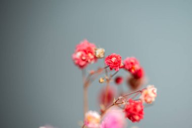 Mercan Çanları (Heuchera) çiçeklerinin yumuşak ve canlı bir makro fotoğrafı, zarif taç yapraklarını ve zengin renklerini sergiliyor, ideal bir botanik duvar kağıdı arka planı..
