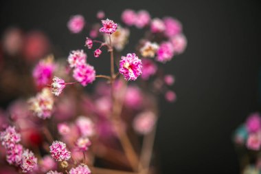 Mercan Çanları (Heuchera) çiçeklerinin yumuşak ve canlı bir makro fotoğrafı, zarif taç yapraklarını ve zengin renklerini sergiliyor, ideal bir botanik duvar kağıdı arka planı..