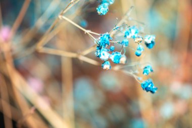 Mercan Çanları (Heuchera) çiçeklerinin yumuşak ve canlı bir makro fotoğrafı, zarif taç yapraklarını ve zengin renklerini sergiliyor, ideal bir botanik duvar kağıdı arka planı..