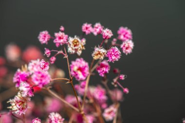 Mercan Çanları (Heuchera) çiçeklerinin yumuşak ve canlı bir makro fotoğrafı, zarif taç yapraklarını ve zengin renklerini sergiliyor, ideal bir botanik duvar kağıdı arka planı..