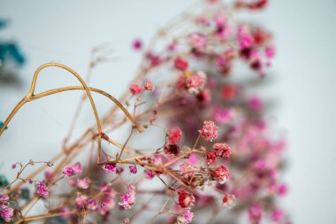 Mercan Çanları (Heuchera) çiçeklerinin yumuşak ve canlı bir makro fotoğrafı, zarif taç yapraklarını ve zengin renklerini sergiliyor, ideal bir botanik duvar kağıdı arka planı..