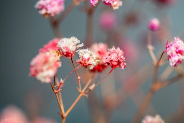 Mercan Çanları (Heuchera) çiçeklerinin yumuşak ve canlı bir makro fotoğrafı, zarif taç yapraklarını ve zengin renklerini sergiliyor, ideal bir botanik duvar kağıdı arka planı..