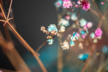 Mercan Çanları (Heuchera) çiçeklerinin yumuşak ve canlı bir makro fotoğrafı, zarif taç yapraklarını ve zengin renklerini sergiliyor, ideal bir botanik duvar kağıdı arka planı..