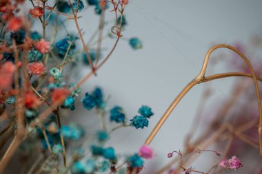 Mercan Çanları (Heuchera) çiçeklerinin yumuşak ve canlı bir makro fotoğrafı, zarif taç yapraklarını ve zengin renklerini sergiliyor, ideal bir botanik duvar kağıdı arka planı..