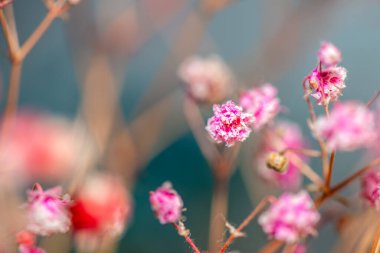 Mercan Çanları (Heuchera) çiçeklerinin yumuşak ve canlı bir makro fotoğrafı, zarif taç yapraklarını ve zengin renklerini sergiliyor, ideal bir botanik duvar kağıdı arka planı..