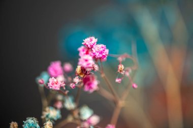 Mercan Çanları (Heuchera) çiçeklerinin yumuşak ve canlı bir makro fotoğrafı, zarif taç yapraklarını ve zengin renklerini sergiliyor, ideal bir botanik duvar kağıdı arka planı..