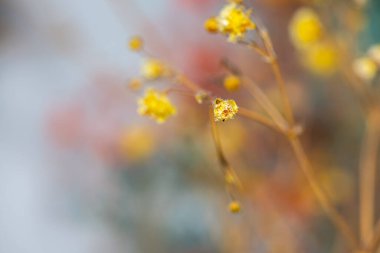 Mercan Çanları (Heuchera) çiçeklerinin yumuşak ve canlı bir makro fotoğrafı, zarif taç yapraklarını ve zengin renklerini sergiliyor, ideal bir botanik duvar kağıdı arka planı..