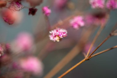 Mercan Çanları (Heuchera) çiçeklerinin yumuşak ve canlı bir makro fotoğrafı, zarif taç yapraklarını ve zengin renklerini sergiliyor, ideal bir botanik duvar kağıdı arka planı..