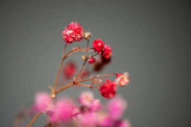 Mercan Çanları (Heuchera) çiçeklerinin yumuşak ve canlı bir makro fotoğrafı, zarif taç yapraklarını ve zengin renklerini sergiliyor, ideal bir botanik duvar kağıdı arka planı..