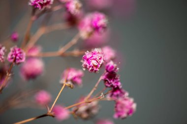 Mercan Çanları (Heuchera) çiçeklerinin yumuşak ve canlı bir makro fotoğrafı, zarif taç yapraklarını ve zengin renklerini sergiliyor, ideal bir botanik duvar kağıdı arka planı..