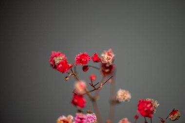 Mercan Çanları (Heuchera) çiçeklerinin yumuşak ve canlı bir makro fotoğrafı, zarif taç yapraklarını ve zengin renklerini sergiliyor, ideal bir botanik duvar kağıdı arka planı..