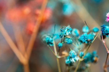 Mercan Çanları (Heuchera) çiçeklerinin yumuşak ve canlı bir makro fotoğrafı, zarif taç yapraklarını ve zengin renklerini sergiliyor, ideal bir botanik duvar kağıdı arka planı..
