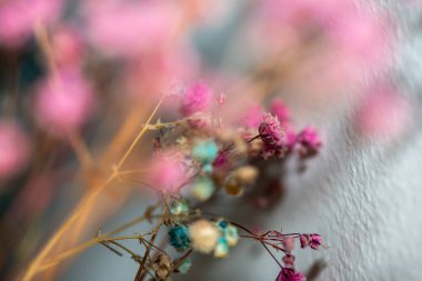 Mercan Çanları (Heuchera) çiçeklerinin yumuşak ve canlı bir makro fotoğrafı, zarif taç yapraklarını ve zengin renklerini sergiliyor, ideal bir botanik duvar kağıdı arka planı..