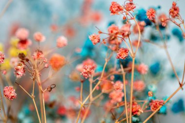 Mercan Çanları (Heuchera) çiçeklerinin yumuşak ve canlı bir makro fotoğrafı, zarif taç yapraklarını ve zengin renklerini sergiliyor, ideal bir botanik duvar kağıdı arka planı..