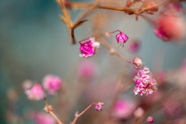 Mercan Çanları (Heuchera) çiçeklerinin yumuşak ve canlı bir makro fotoğrafı, zarif taç yapraklarını ve zengin renklerini sergiliyor, ideal bir botanik duvar kağıdı arka planı..