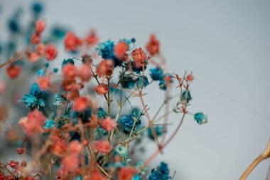 Mercan Çanları (Heuchera) çiçeklerinin yumuşak ve canlı bir makro fotoğrafı, zarif taç yapraklarını ve zengin renklerini sergiliyor, ideal bir botanik duvar kağıdı arka planı..