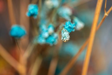 Mercan Çanları (Heuchera) çiçeklerinin yumuşak ve canlı bir makro fotoğrafı, zarif taç yapraklarını ve zengin renklerini sergiliyor, ideal bir botanik duvar kağıdı arka planı..