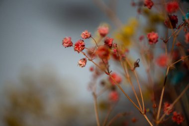 Mercan Çanları (Heuchera) çiçeklerinin yumuşak ve canlı bir makro fotoğrafı, zarif taç yapraklarını ve zengin renklerini sergiliyor, ideal bir botanik duvar kağıdı arka planı..
