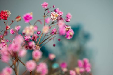 Mercan Çanları (Heuchera) çiçeklerinin yumuşak ve canlı bir makro fotoğrafı, zarif taç yapraklarını ve zengin renklerini sergiliyor, ideal bir botanik duvar kağıdı arka planı..
