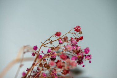 Mercan Çanları (Heuchera) çiçeklerinin yumuşak ve canlı bir makro fotoğrafı, zarif taç yapraklarını ve zengin renklerini sergiliyor, ideal bir botanik duvar kağıdı arka planı..