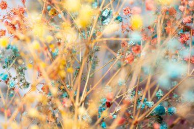 Mercan Çanları (Heuchera) çiçeklerinin yumuşak ve canlı bir makro fotoğrafı, zarif taç yapraklarını ve zengin renklerini sergiliyor, ideal bir botanik duvar kağıdı arka planı..