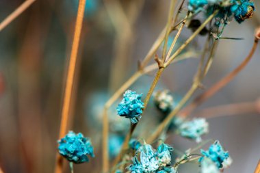 Mercan Çanları (Heuchera) çiçeklerinin yumuşak ve canlı bir makro fotoğrafı, zarif taç yapraklarını ve zengin renklerini sergiliyor, ideal bir botanik duvar kağıdı arka planı..