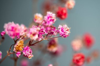 Mercan Çanları (Heuchera) çiçeklerinin yumuşak ve canlı bir makro fotoğrafı, zarif taç yapraklarını ve zengin renklerini sergiliyor, ideal bir botanik duvar kağıdı arka planı..