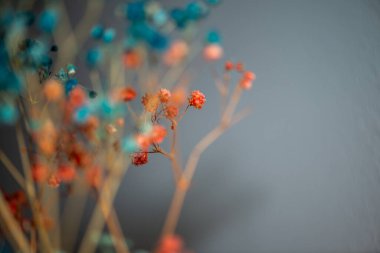 Mercan Çanları (Heuchera) çiçeklerinin yumuşak ve canlı bir makro fotoğrafı, zarif taç yapraklarını ve zengin renklerini sergiliyor, ideal bir botanik duvar kağıdı arka planı..