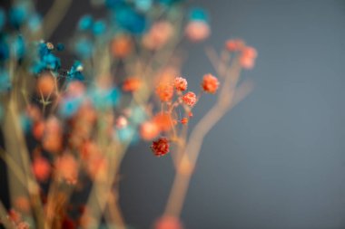 Mercan Çanları (Heuchera) çiçeklerinin yumuşak ve canlı bir makro fotoğrafı, zarif taç yapraklarını ve zengin renklerini sergiliyor, ideal bir botanik duvar kağıdı arka planı..