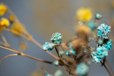 Mercan Çanları (Heuchera) çiçeklerinin yumuşak ve canlı bir makro fotoğrafı, zarif taç yapraklarını ve zengin renklerini sergiliyor, ideal bir botanik duvar kağıdı arka planı..