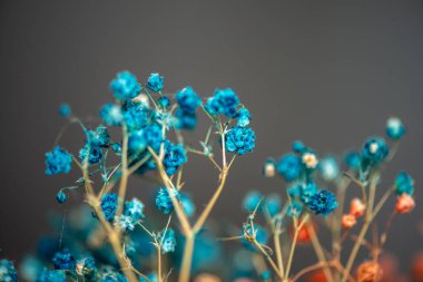 Mercan Çanları (Heuchera) çiçeklerinin yumuşak ve canlı bir makro fotoğrafı, zarif taç yapraklarını ve zengin renklerini sergiliyor, ideal bir botanik duvar kağıdı arka planı..