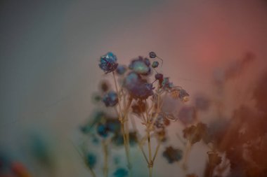 Mercan Çanları (Heuchera) çiçeklerinin yumuşak ve canlı bir makro fotoğrafı, zarif taç yapraklarını ve zengin renklerini sergiliyor, ideal bir botanik duvar kağıdı arka planı..