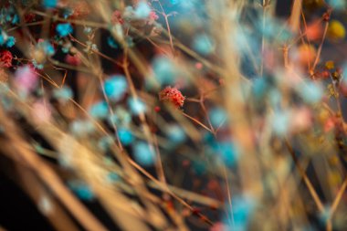 Mercan Çanları (Heuchera) çiçeklerinin yumuşak ve canlı bir makro fotoğrafı, zarif taç yapraklarını ve zengin renklerini sergiliyor, ideal bir botanik duvar kağıdı arka planı..