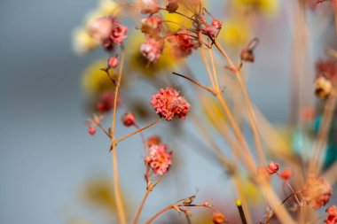 Mercan Çanları (Heuchera) çiçeklerinin yumuşak ve canlı bir makro fotoğrafı, zarif taç yapraklarını ve zengin renklerini sergiliyor, ideal bir botanik duvar kağıdı arka planı..