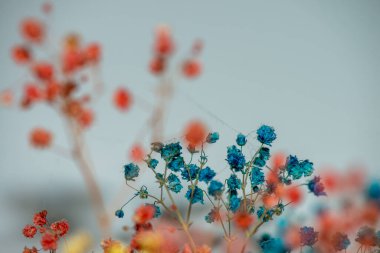 Mercan Çanları (Heuchera) çiçeklerinin yumuşak ve canlı bir makro fotoğrafı, zarif taç yapraklarını ve zengin renklerini sergiliyor, ideal bir botanik duvar kağıdı arka planı..