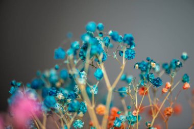 Mercan Çanları (Heuchera) çiçeklerinin yumuşak ve canlı bir makro fotoğrafı, zarif taç yapraklarını ve zengin renklerini sergiliyor, ideal bir botanik duvar kağıdı arka planı..