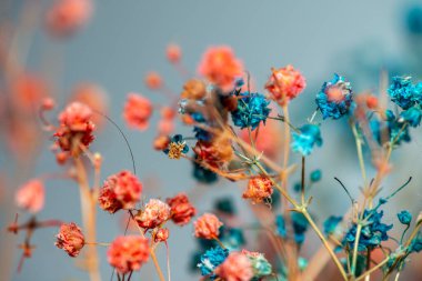 Mercan Çanları (Heuchera) çiçeklerinin yumuşak ve canlı bir makro fotoğrafı, zarif taç yapraklarını ve zengin renklerini sergiliyor, ideal bir botanik duvar kağıdı arka planı..