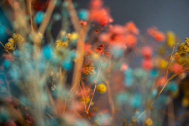 Mercan Çanları (Heuchera) çiçeklerinin yumuşak ve canlı bir makro fotoğrafı, zarif taç yapraklarını ve zengin renklerini sergiliyor, ideal bir botanik duvar kağıdı arka planı..