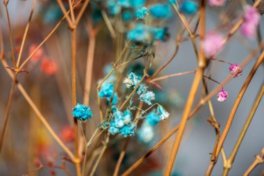 Mercan Çanları (Heuchera) çiçeklerinin yumuşak ve canlı bir makro fotoğrafı, zarif taç yapraklarını ve zengin renklerini sergiliyor, ideal bir botanik duvar kağıdı arka planı..