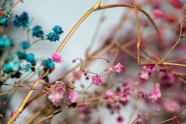 Mercan Çanları (Heuchera) çiçeklerinin yumuşak ve canlı bir makro fotoğrafı, zarif taç yapraklarını ve zengin renklerini sergiliyor, ideal bir botanik duvar kağıdı arka planı..