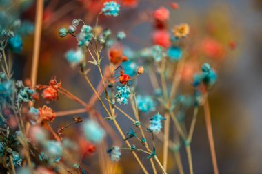 Mercan Çanları (Heuchera) çiçeklerinin yumuşak ve canlı bir makro fotoğrafı, zarif taç yapraklarını ve zengin renklerini sergiliyor, ideal bir botanik duvar kağıdı arka planı..