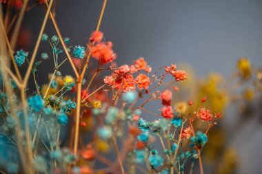 Mercan Çanları (Heuchera) çiçeklerinin yumuşak ve canlı bir makro fotoğrafı, zarif taç yapraklarını ve zengin renklerini sergiliyor, ideal bir botanik duvar kağıdı arka planı..