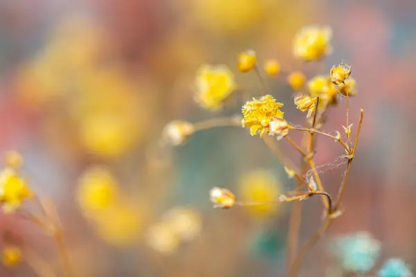Mercan Çanları (Heuchera) çiçeklerinin yumuşak ve canlı bir makro fotoğrafı, zarif taç yapraklarını ve zengin renklerini sergiliyor, ideal bir botanik duvar kağıdı arka planı..