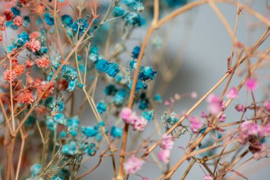 Mercan Çanları (Heuchera) çiçeklerinin yumuşak ve canlı bir makro fotoğrafı, zarif taç yapraklarını ve zengin renklerini sergiliyor, ideal bir botanik duvar kağıdı arka planı..