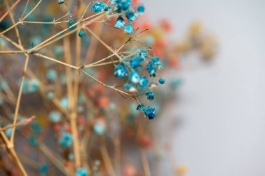 Mercan Çanları (Heuchera) çiçeklerinin yumuşak ve canlı bir makro fotoğrafı, zarif taç yapraklarını ve zengin renklerini sergiliyor, ideal bir botanik duvar kağıdı arka planı..