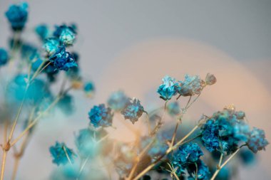 Mercan Çanları (Heuchera) çiçeklerinin yumuşak ve canlı bir makro fotoğrafı, zarif taç yapraklarını ve zengin renklerini sergiliyor, ideal bir botanik duvar kağıdı arka planı..