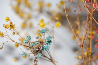 Mercan Çanları (Heuchera) çiçeklerinin yumuşak ve canlı bir makro fotoğrafı, zarif taç yapraklarını ve zengin renklerini sergiliyor, ideal bir botanik duvar kağıdı arka planı..