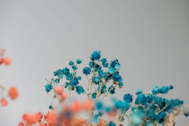 Mercan Çanları (Heuchera) çiçeklerinin yumuşak ve canlı bir makro fotoğrafı, zarif taç yapraklarını ve zengin renklerini sergiliyor, ideal bir botanik duvar kağıdı arka planı..