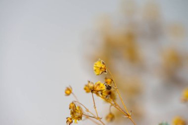 Mercan Çanları (Heuchera) çiçeklerinin yumuşak ve canlı bir makro fotoğrafı, zarif taç yapraklarını ve zengin renklerini sergiliyor, ideal bir botanik duvar kağıdı arka planı..